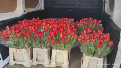 Día Mundial de la Enfermedad de Párkinson 2025