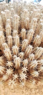 Reto Parkinson 4x4 - Etapa 4: la más dura y la más hermosa