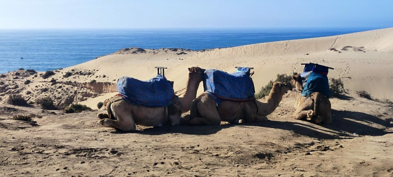 Reto Parkinson 4×4 – Etapa 2: Essaouira → Agadir