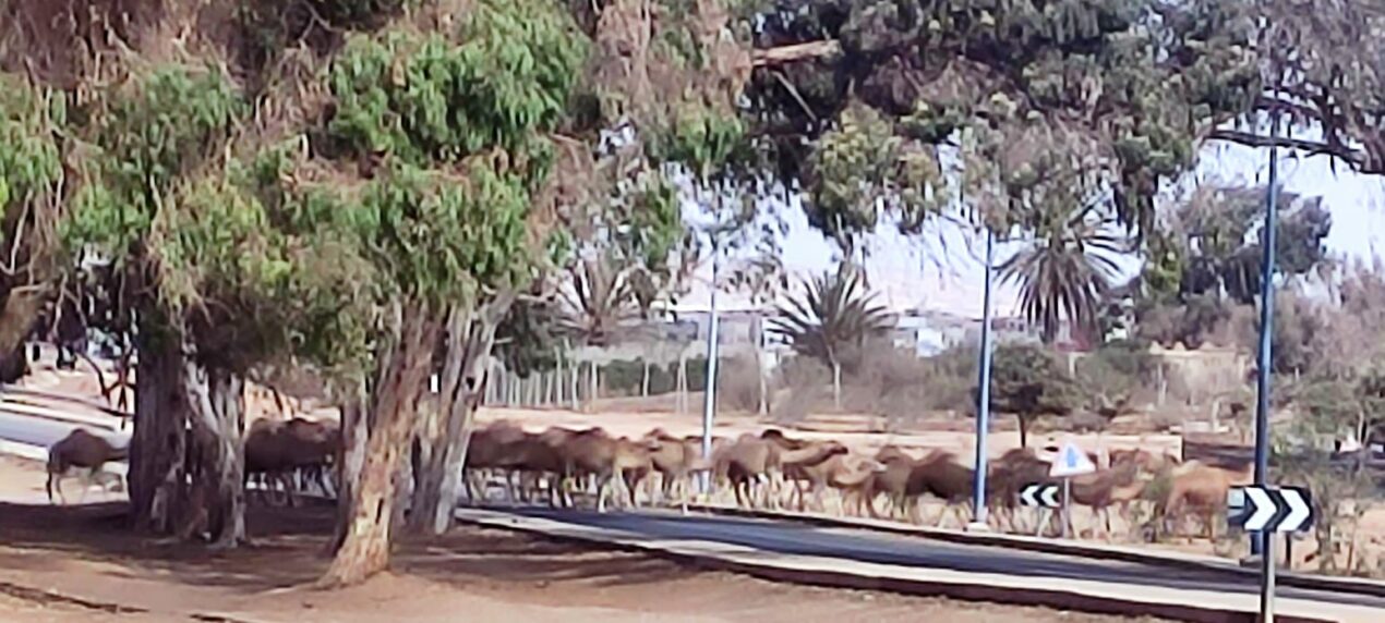 Reto Parkinson 4×4 – Etapa final y cierre de una gran aventura