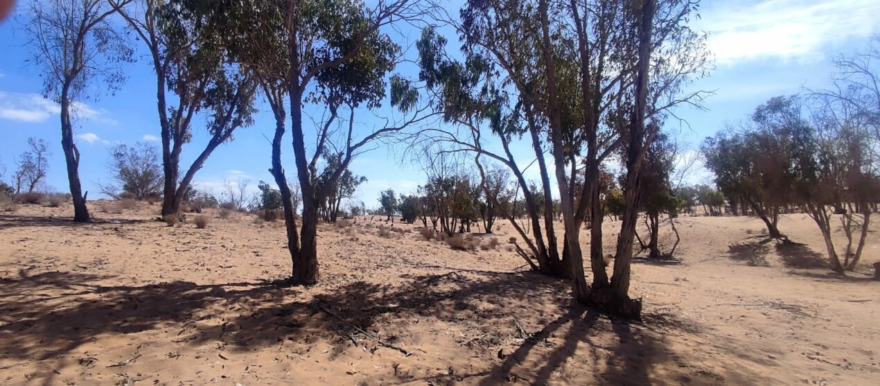 Reto Parkinson 4×4 – Etapa final y cierre de una gran aventura